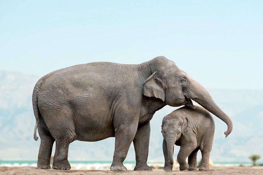 Madre elefante y bebé. 