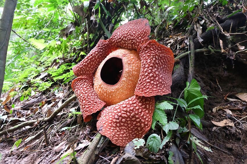 Full-bloomed Rafflesia arnoldii flower in Bengkulu forest.