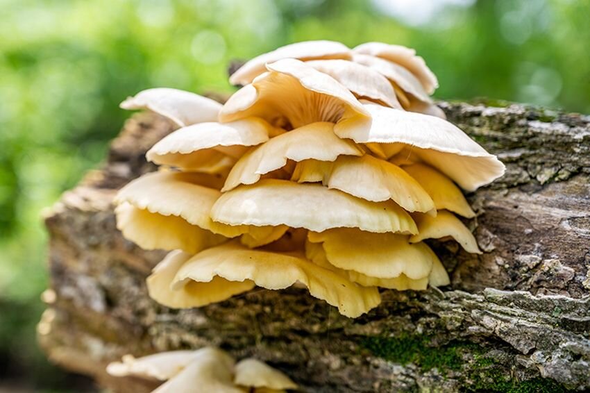 Setas de ostra blanca que crecen en un tronco en descomposición en un bosque
