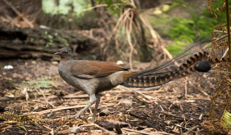 El increíble engaño vocal de un ave australiana para aparearse