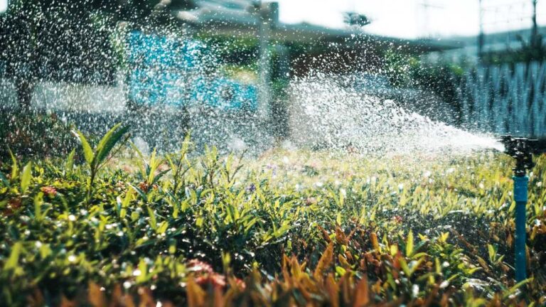 ¿Olas de calor?  Irrigar espacios verdes ayuda mucho según un nuevo estudio