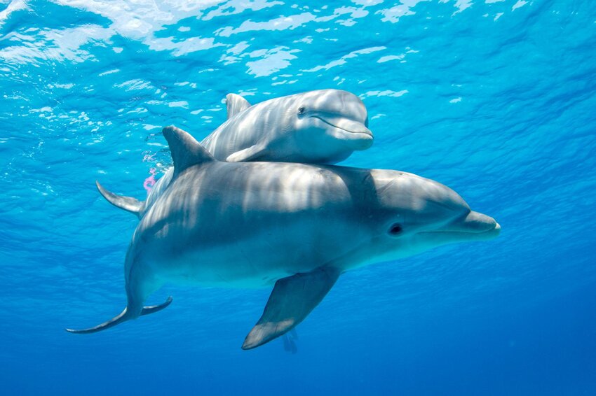 Un delfín y un bebé nadando juntos.