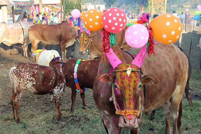 Una manada de vacas decoró con globos y colores para Mattu Pongal.