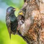 The starling Sturnus vulgaris feeding a baby bird in its nesting cavity.