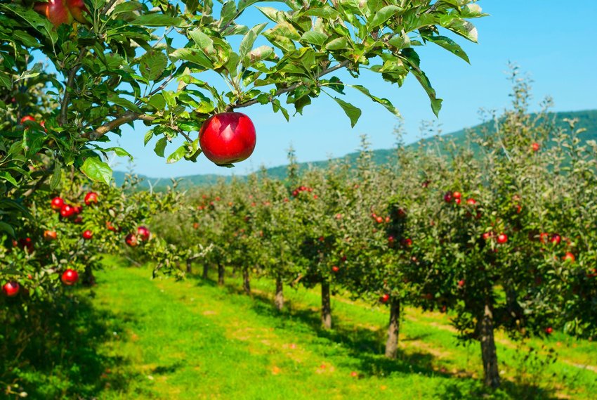 5 cosas para las que se han utilizado las manzanas a lo largo de la historia