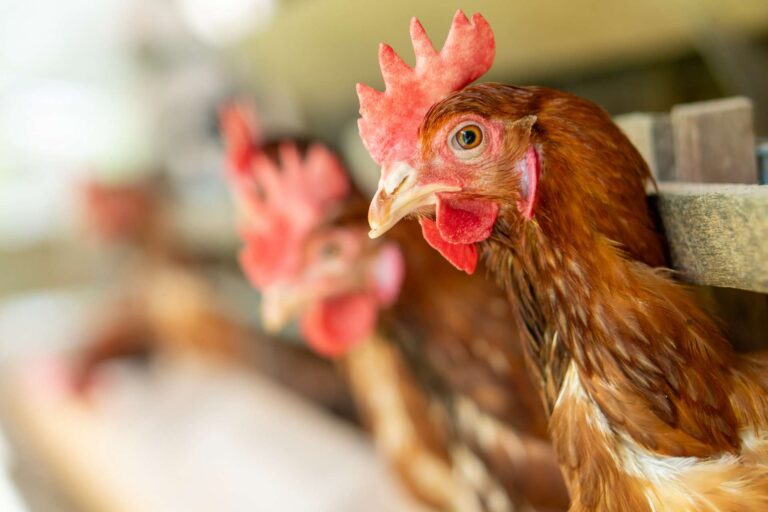 ¡Alerta Roja: El Virus Mutante Ataca!