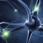 El grafeno refuerza la señalización nerviosa en el cerebro