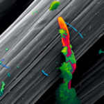 Nanoantenas compuestas de nanotubos son tan capaces como las de cobre pero muchisimo mas pequeñas