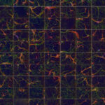 Sinapsis grabado de células cerebrales en imagen por primera vez